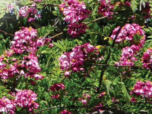 The apple blossom cassia. The apple blossom cassia.